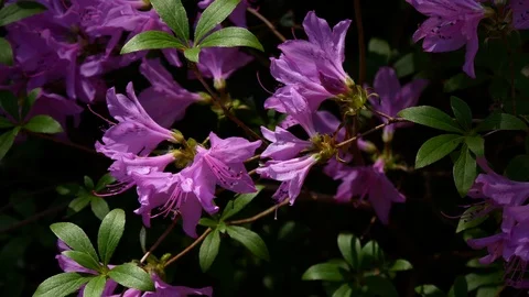 Rhododendron indicum / Azalea with bee Stock Footage 106711211