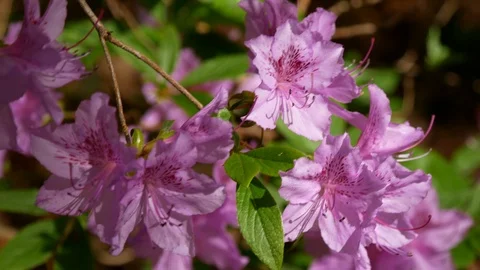 Rhododendron indicum close up Stock Footage 106711276