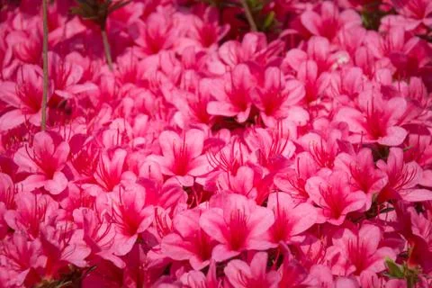 Rhododendron indicum in full bloom Stock Photos
