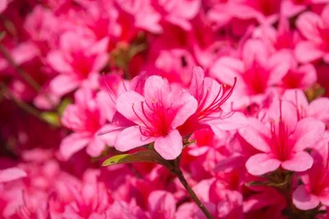 Rhododendron indicum in full bloom Stock Photos
