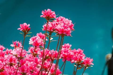 Rhododendron indicum in full bloom Stock Photos