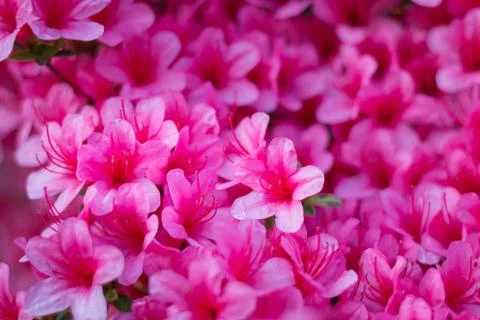 Rhododendron indicum in full bloom Stock Photos