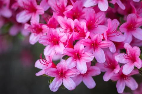 Rhododendron indicum in full bloom Stock Photos