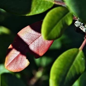 Rhododendron leaf Stock Photos