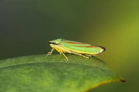 Rhododendron Leafhopper on a leaf Stock Photos