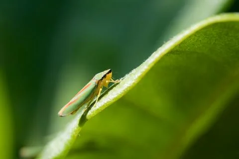 Rhododendron Leafhopper on a leaf Stock Photos