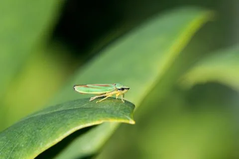Rhododendron Leafhopper on a leaf Stock Photos