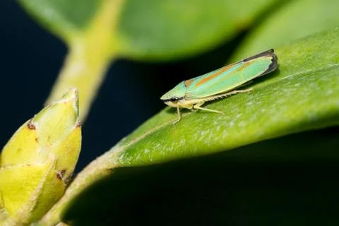 Rhododendron Leafhopper on a leaf Stock Photos