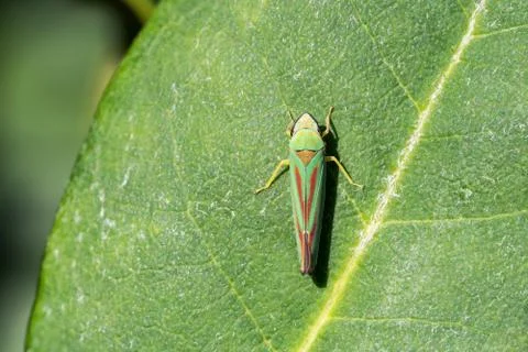 Rhododendron Leafhopper on a leaf Stock Photos
