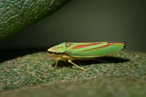 Rhododendron leafhopper a leaf Stock Photos