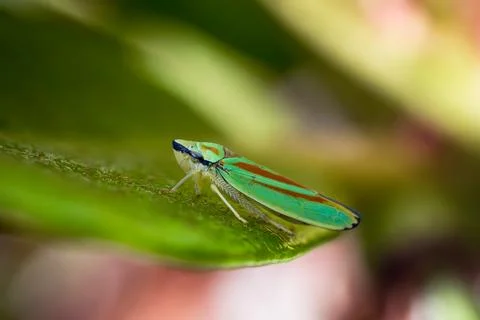 Rhododendron leafhopper on a leaf Stock Photos