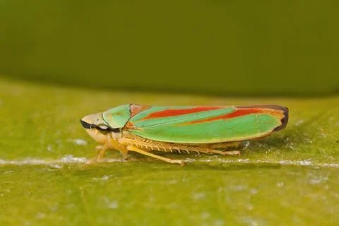 Rhododendron Leafhopper Stock Photos