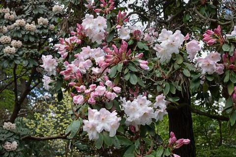 Rhododendron Loderi Spring Flowers Fotos de archivo