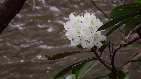 Rhododendron maximum Stockbeeldmateriaal 88551586