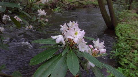 Rhododendron maximum Video stock 88551640