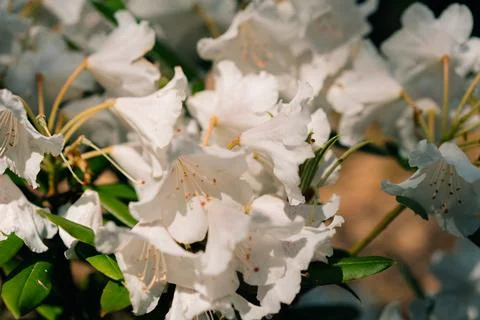 Rhododendron maximum it is common names include great laurel, great rhododendron Stock Photos