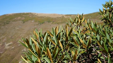 Rhododendron In Mountains Vídeo Stock 99341828
