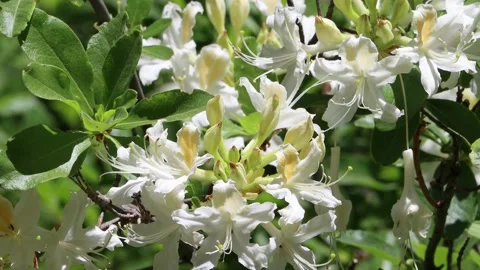 RHODODENDRON OCCIDENTALE BLOOM Stock Footage 211913506