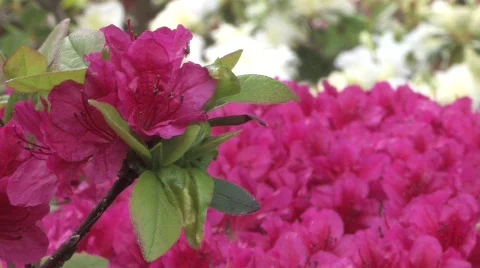 Rhododendron Park 스톡 동영상 652684