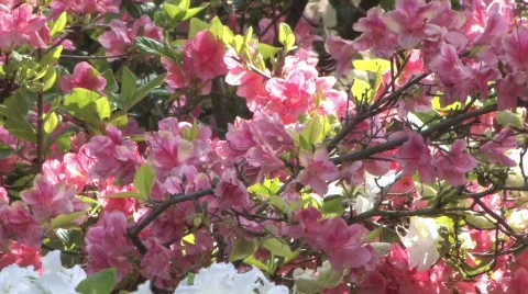 Rhododendron Park Stock Footage 652692