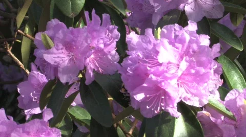 Rhododendron Park 動画素材 725177