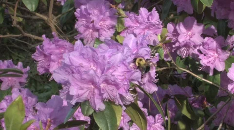 Rhododendron Park Stock Footage 725179