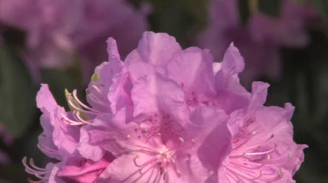 Rhododendron Park Vídeo Stock 725181
