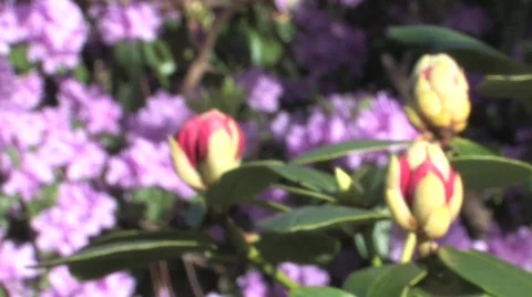 Rhododendron Park Vidéo 725182