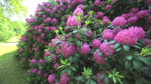 Rhododendron Park Video stock 63705237