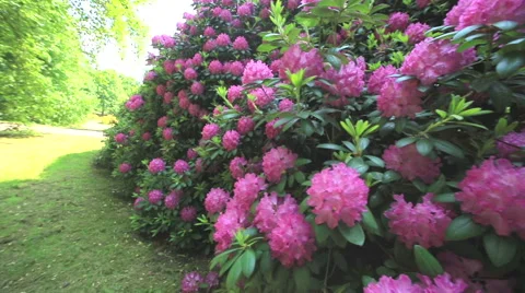 Rhododendron Park Video stock 63709541