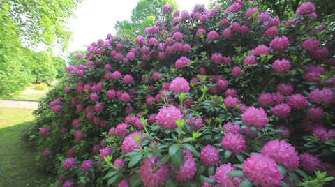 Rhododendron Park Stock Footage 63718189