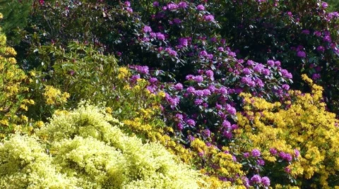 Rhododendron Park Stock Footage 68668251