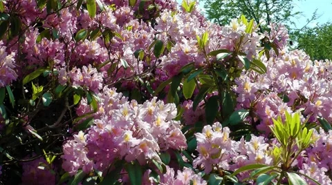 Rhododendron park Stock Footage 68668254