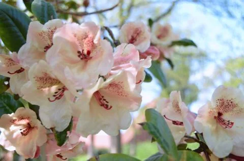 Rhododendron in park Stock Photos
