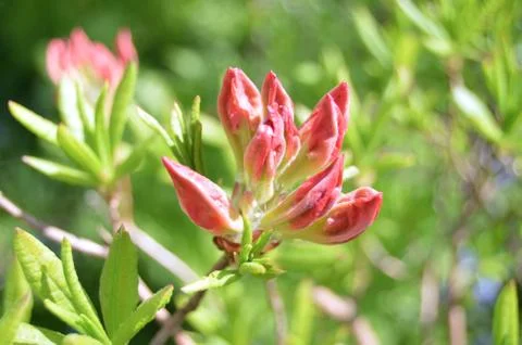 Rhododendron in park Stock Photos