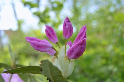 Rhododendron in park Stock Photos