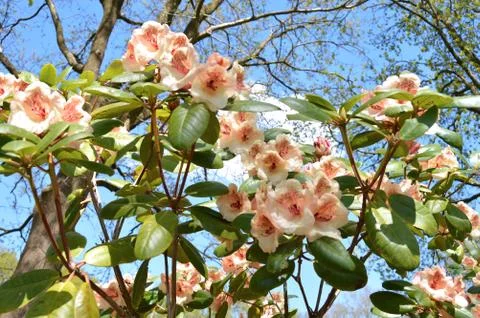 Rhododendron in park Stock Photos