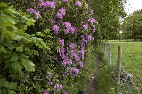 Rhododendron path Stock Photos