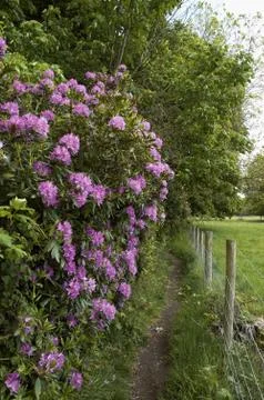 Rhododendron path Stock Photos