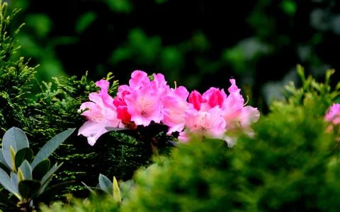 Rhododendron Stock Photos