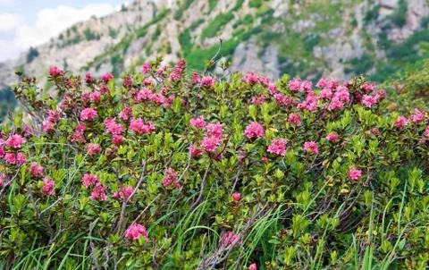 Rhododendron Stock Photos