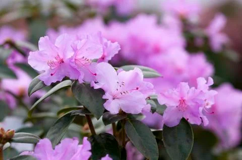 Rhododendron Stock Photos