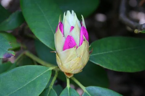 Rhododendron Stock-Fotos