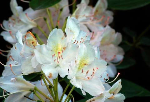 Rhododendron Stock Photos