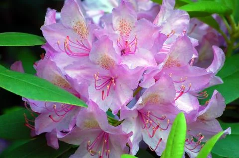 Rhododendron Stock Photos