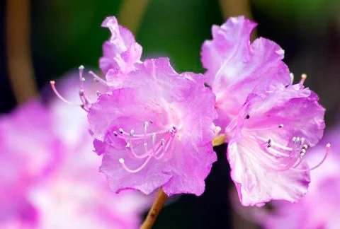 Rhododendron Stock Photos
