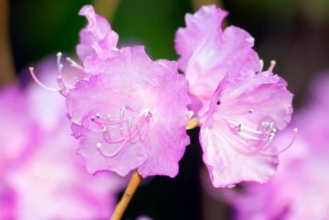 Rhododendron Stock Photos