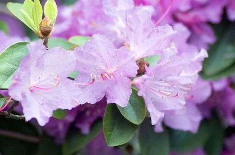 Rhododendron Stock Photos