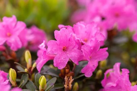 Rhododendron Stock Photos