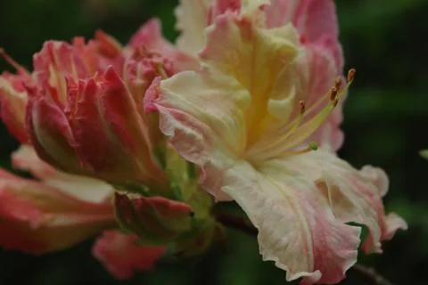 Rhododendron 스톡 사진